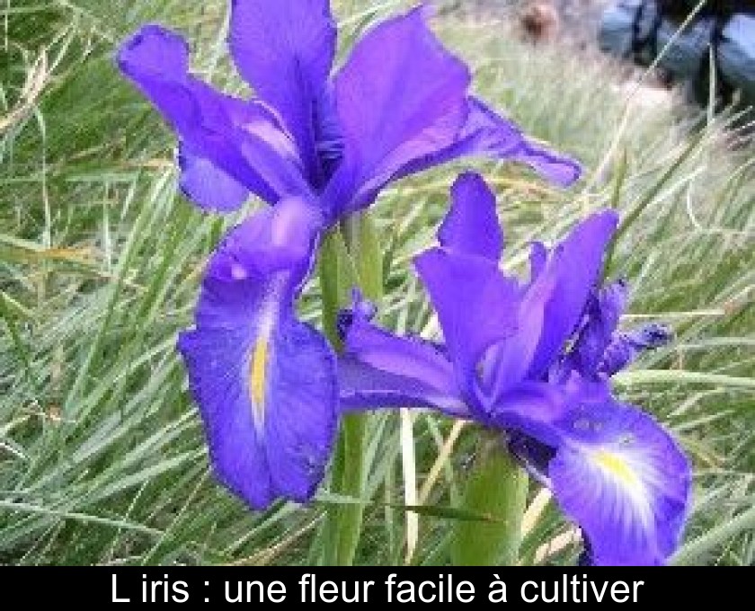 L'iris : une fleur facile à cultiver L'iris : une fleur facile à cultiver
