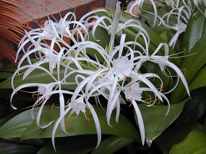 L'ismène ou hymenocallis : une fleur insolite L'ismène ou hymenocallis : une fleur insolite