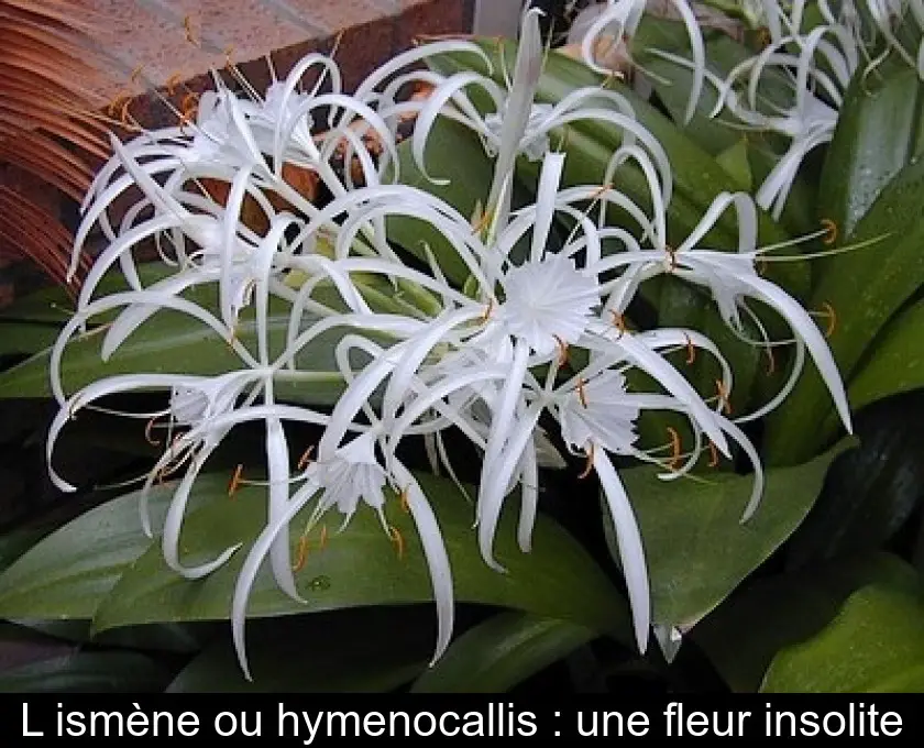 L'ismène ou hymenocallis : une fleur insolite