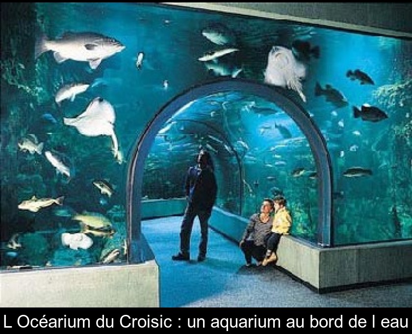 Ma visite de l'Aquarium - Mémoires d'Océans