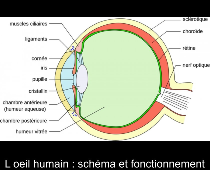 thumb-l-oeil-humain---schema-et-fonction