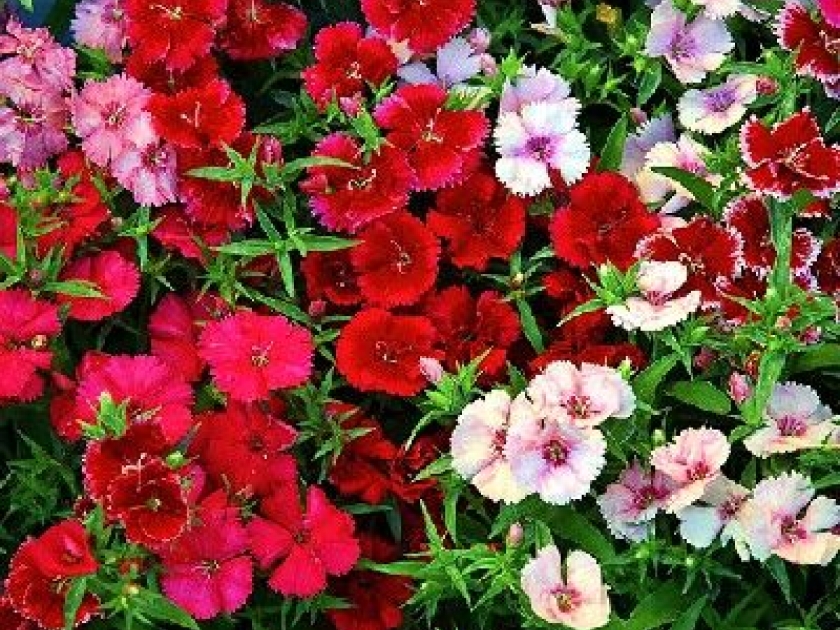 L'oeillet : un incontournable des jardins L'oeillet : un incontournable des jardins