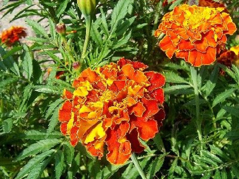 L'oeillet d'Inde : une fleur facile à cultiver L'oeillet d'Inde : une fleur facile à cultiver