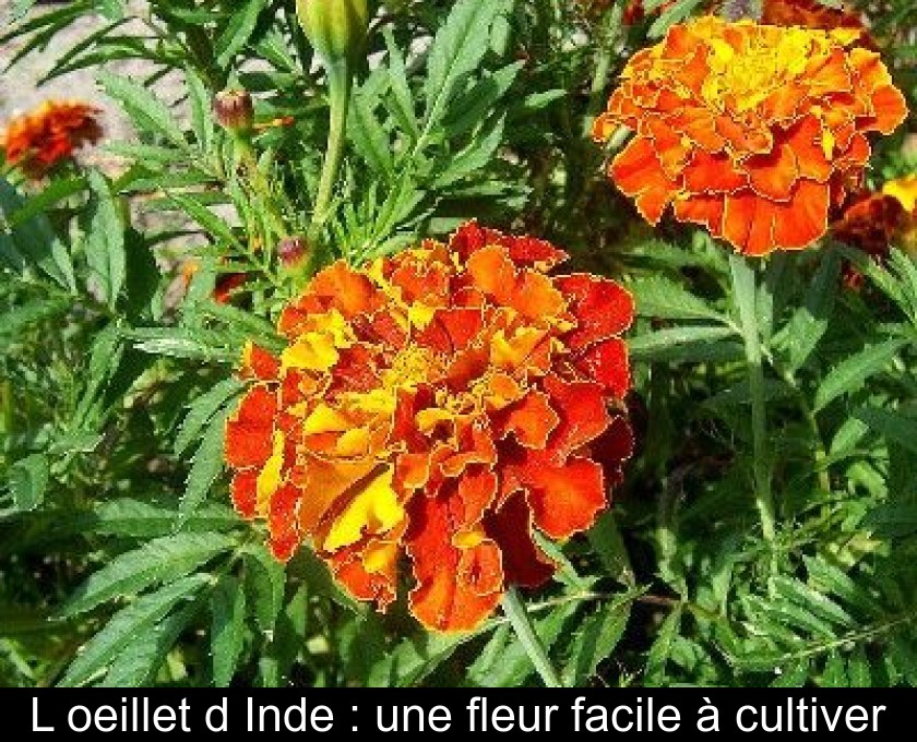 L'oeillet d'Inde : une fleur facile à cultiver L'oeillet d'Inde : une fleur facile à cultiver