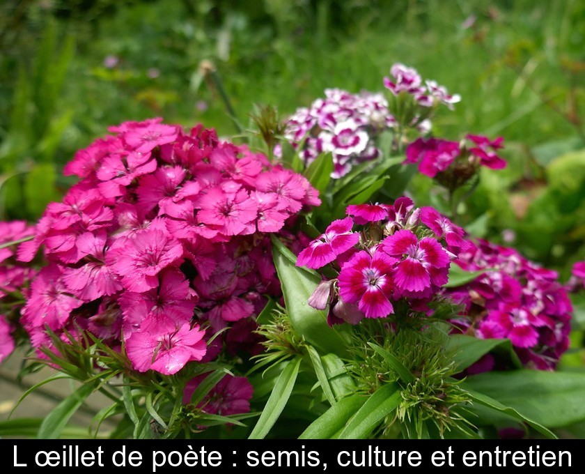 L'œillet de poète : semis, culture et entretien L'œillet de poète : semis, culture et entretien