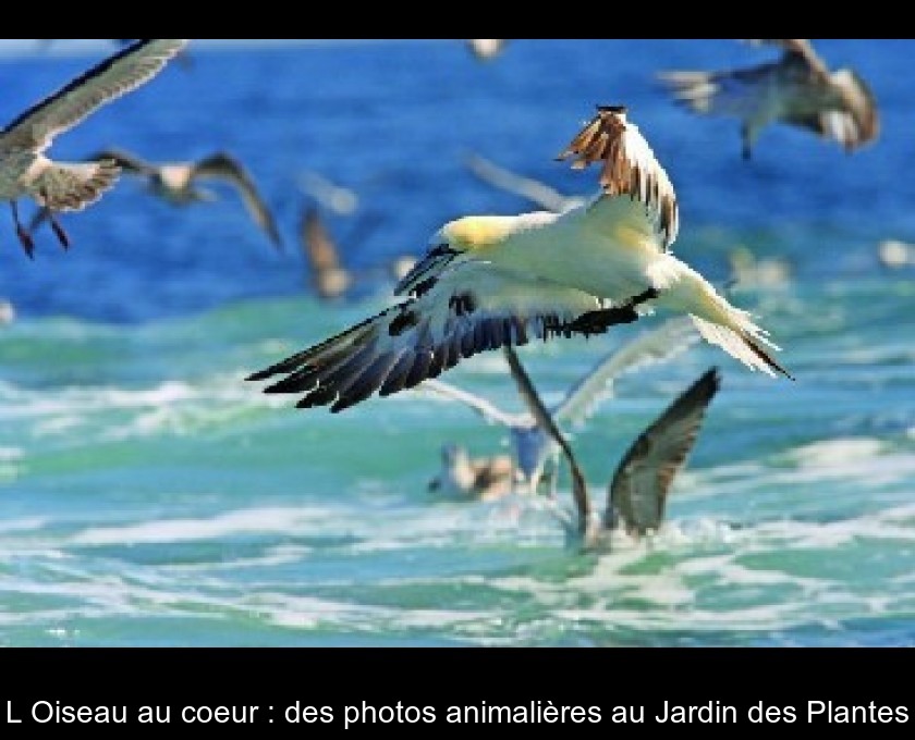 L'Oiseau au coeur : des photos animalières au Jardin des Plantes