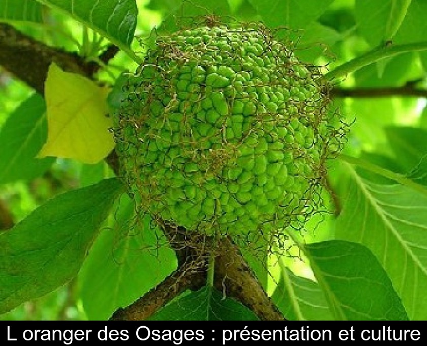 L'oranger des Osages : présentation et culture L'oranger des Osages : présentation et culture