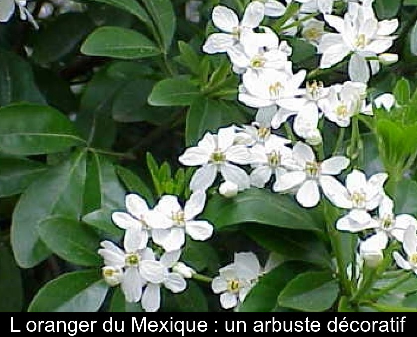 L'oranger du Mexique : un arbuste décoratif L'oranger du Mexique : un arbuste décoratif