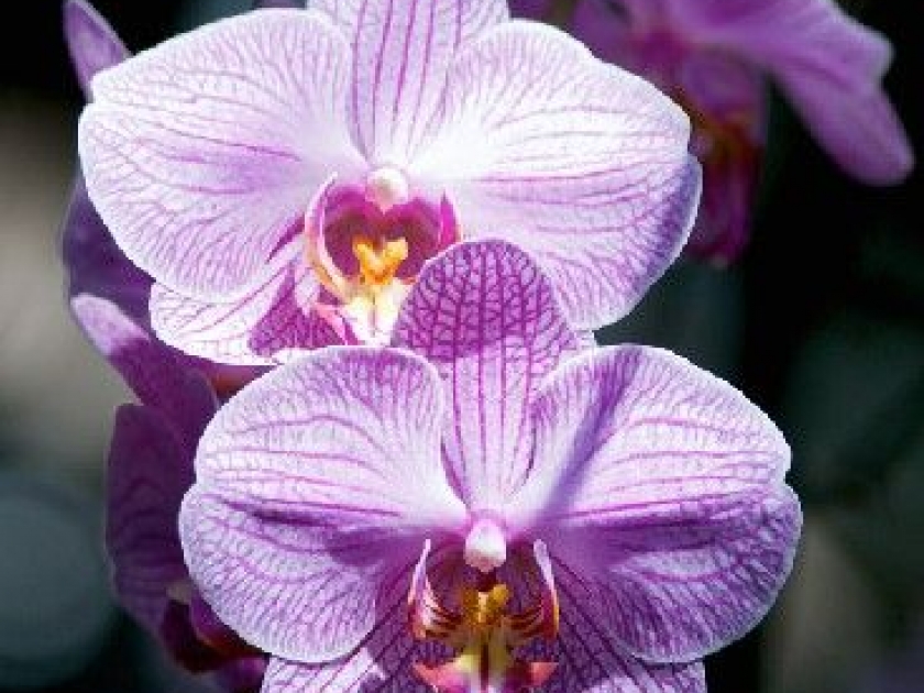 L'orchidée : un concentré de beauté L'orchidée : un concentré de beauté