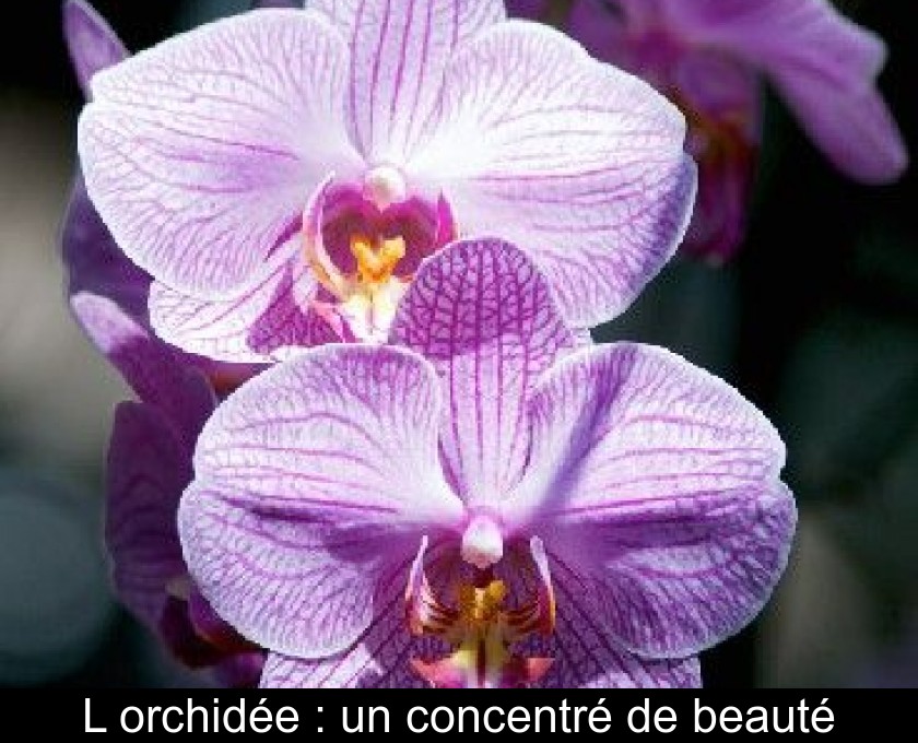 L'orchidée : un concentré de beauté L'orchidée : un concentré de beauté