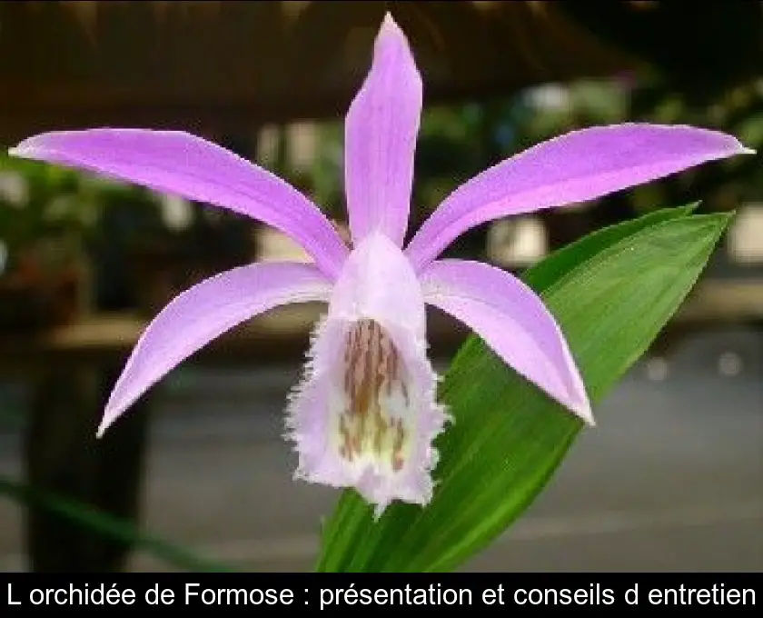 L'orchidée de Formose : présentation et conseils d'entretien