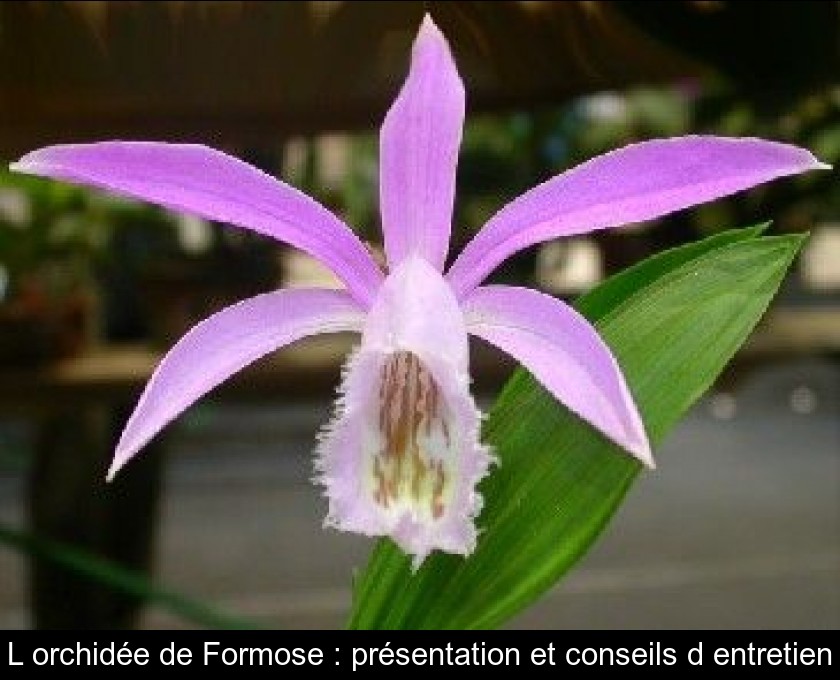 L'orchidée de Formose : présentation et conseils d'entretien L'orchidée de Formose : présentation et conseils d'entretien