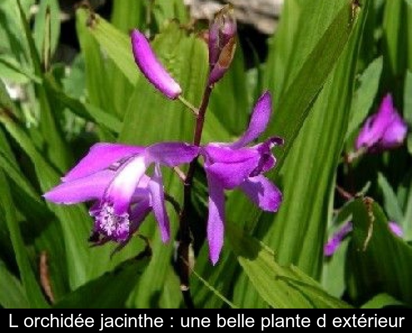 L'orchidée jacinthe : une belle plante d'extérieur L'orchidée jacinthe : une belle plante d'extérieur