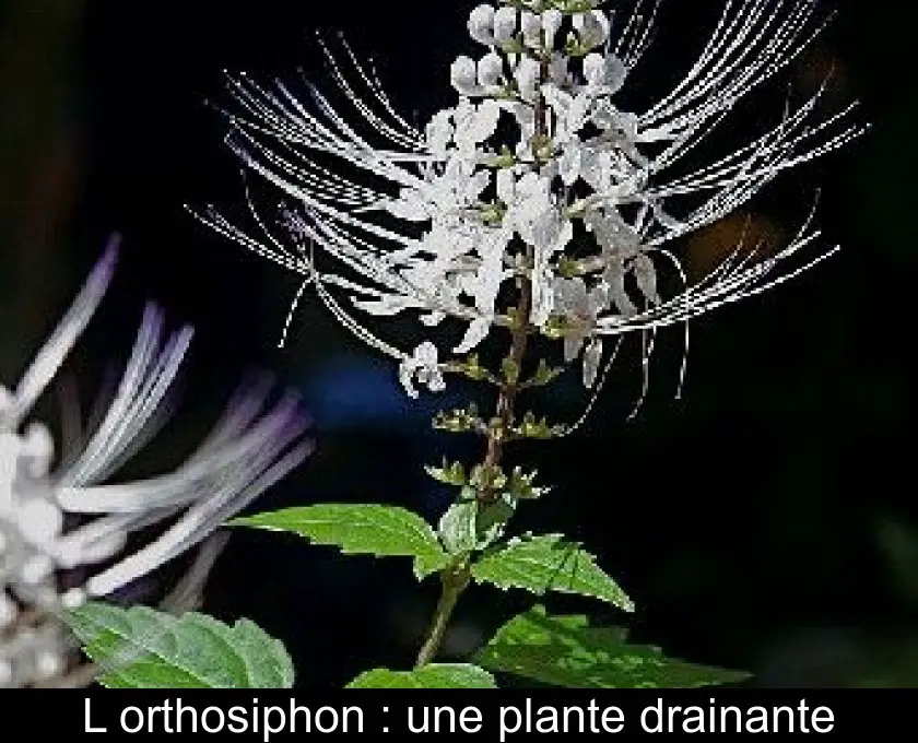 L'orthosiphon : une plante drainante