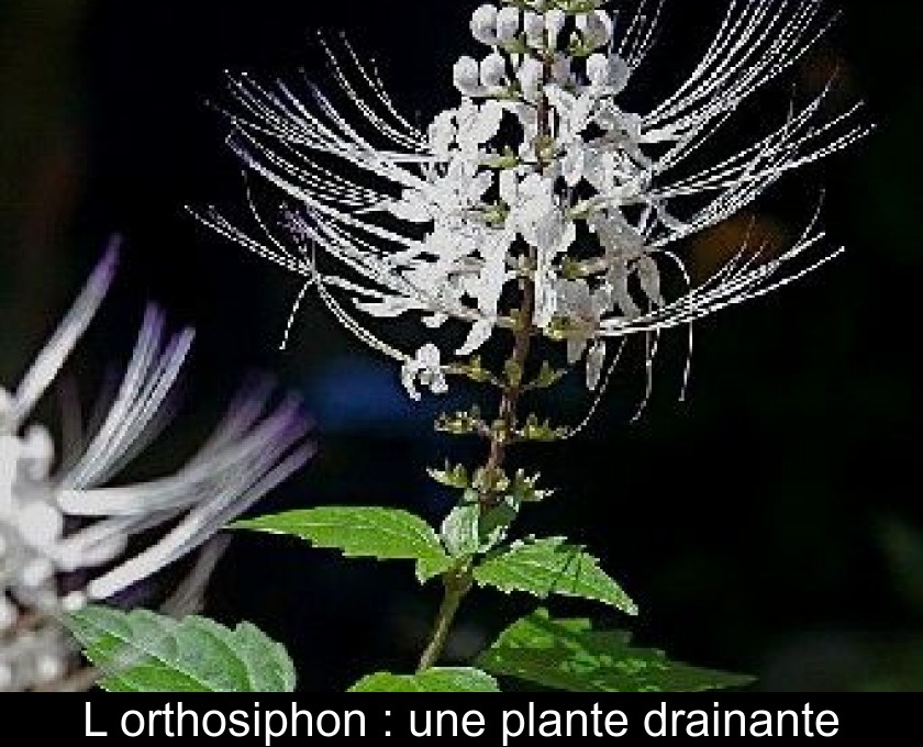 L'orthosiphon : une plante drainante L'orthosiphon : une plante drainante