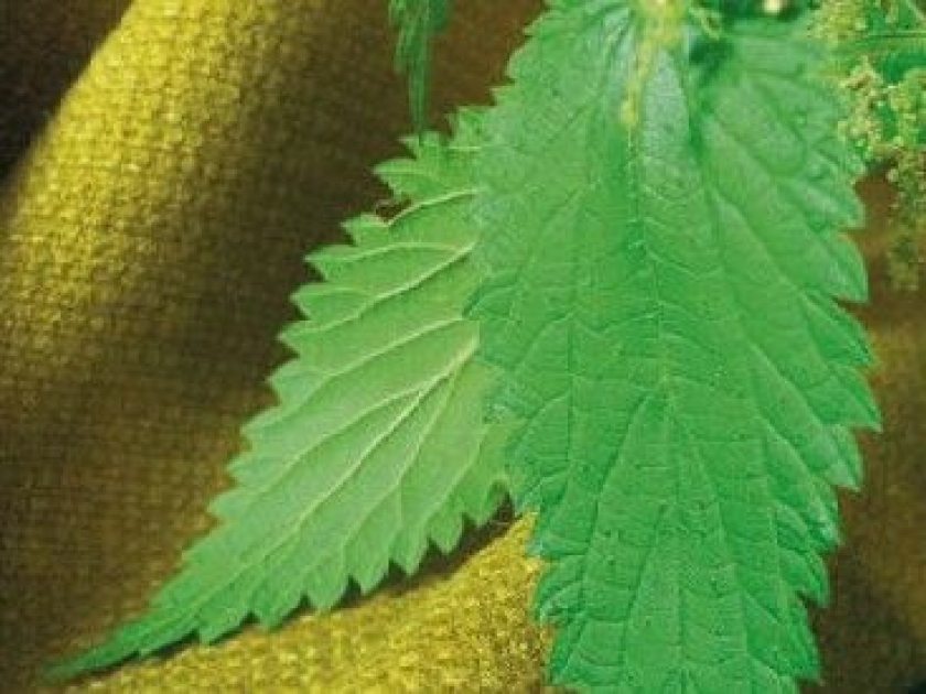 L'ortie : une fibre textile écologique L'ortie : une fibre textile écologique
