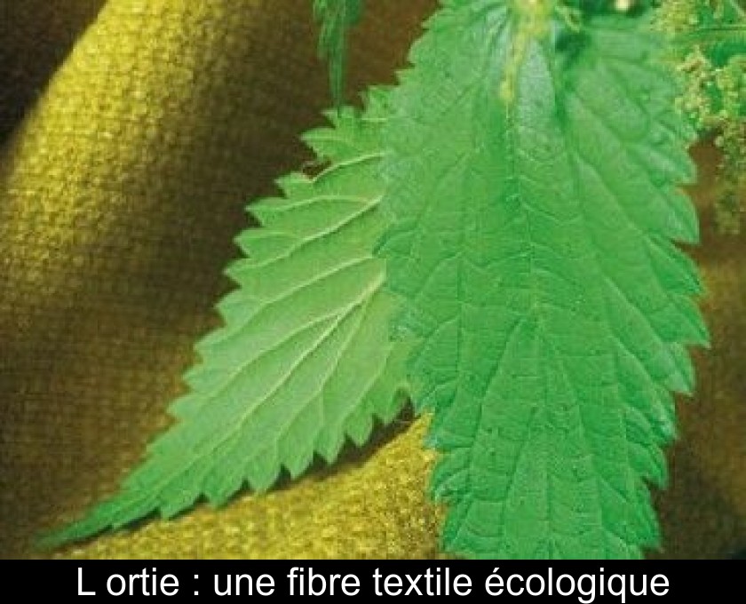 L'ortie : une fibre textile écologique L'ortie : une fibre textile écologique