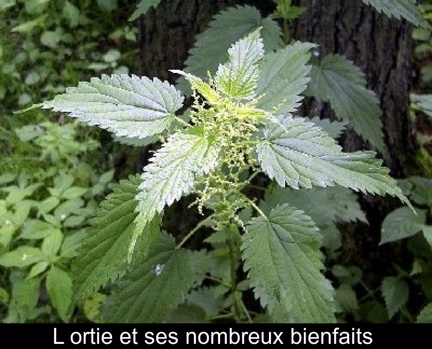 L'ortie et ses nombreux bienfaits L'ortie et ses nombreux bienfaits