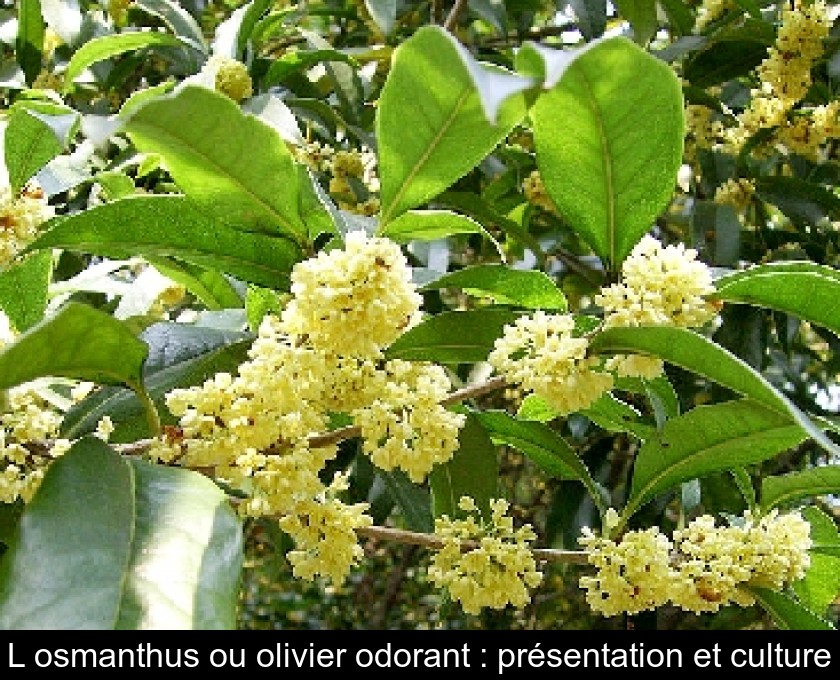 L'osmanthus ou olivier odorant : présentation et culture L'osmanthus ou olivier odorant : présentation et culture
