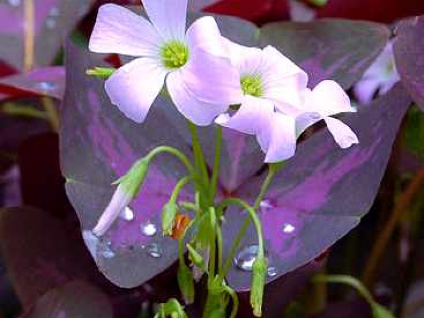 ou planter oxalis