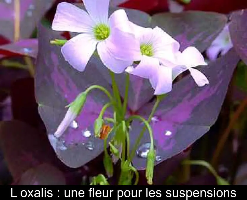 L'oxalis : une fleur pour les suspensions