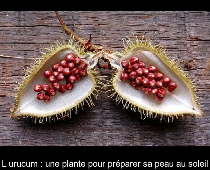 L'urucum : une plante pour préparer sa peau au soleil