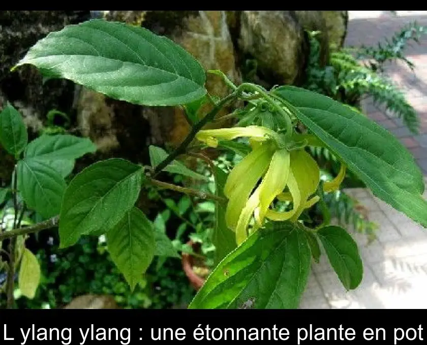 L'ylang ylang : une étonnante plante en pot