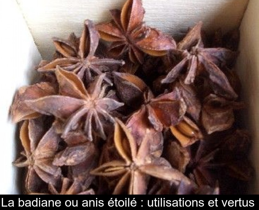 Badiane (ou anis étoilé)