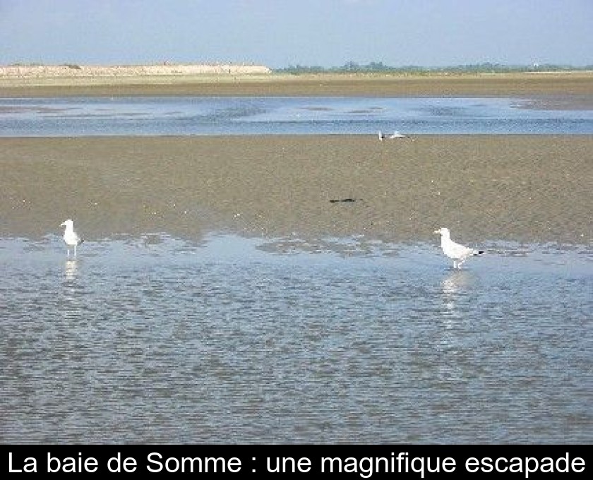 La baie de Somme : une magnifique escapade La baie de Somme : une magnifique escapade