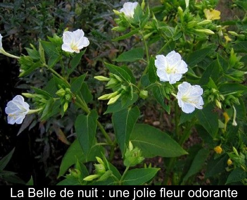 La Belle de nuit : une jolie fleur odorante