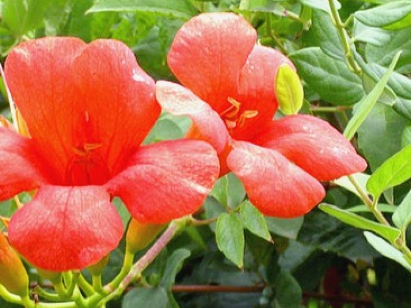 La bignone : une plante grimpante pour un été fleuri La bignone : une plante grimpante pour un été fleuri