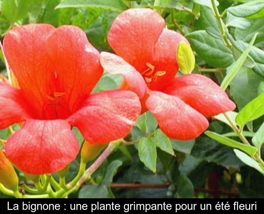 La bignone : une plante grimpante pour un été fleuri