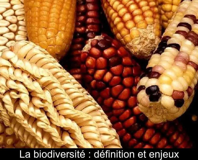 La biodiversité : définition et enjeux
