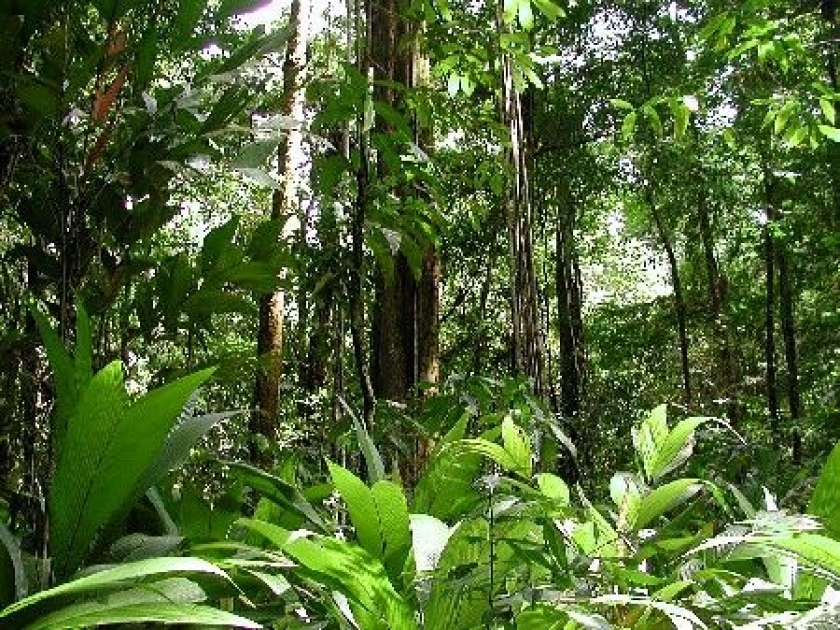 La biodiversité : un bien précieux pour notre santé La biodiversité : un bien précieux pour notre santé