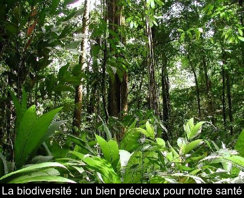 La biodiversité : un bien précieux pour notre santé La biodiversité : un bien précieux pour notre santé