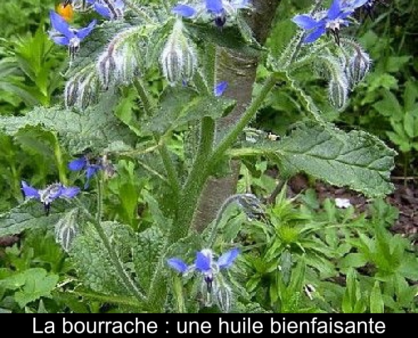 La bourrache : une huile bienfaisante La bourrache : une huile bienfaisante