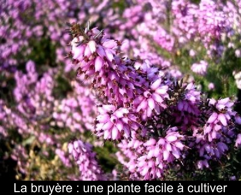 La bruyère : une plante facile à cultiver La bruyère : une plante facile à cultiver