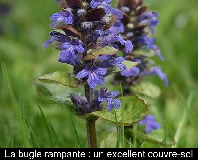 La bugle rampante : un excellent couvre-sol La bugle rampante : un excellent couvre-sol