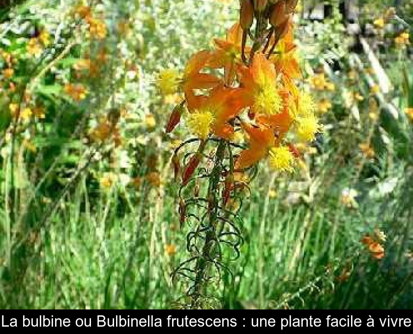 La bulbine ou Bulbinella frutescens : une plante facile à vivre La bulbine ou Bulbinella frutescens : une plante facile à vivre