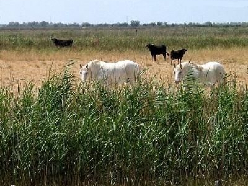 La Camargue, entre nature et traditions La Camargue, entre nature et traditions