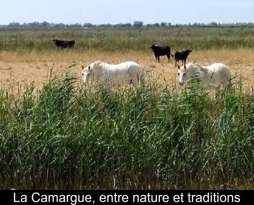 La Camargue, entre nature et traditions