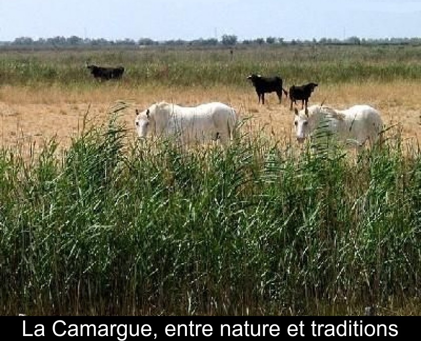 La Camargue, entre nature et traditions La Camargue, entre nature et traditions
