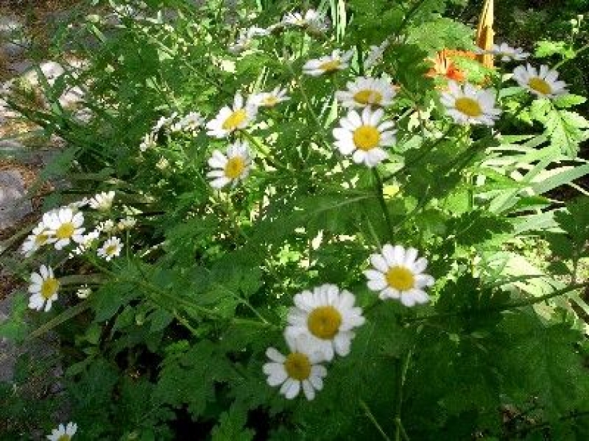 La camomille : comment la cultiver et la récolter La camomille : comment la cultiver et la récolter