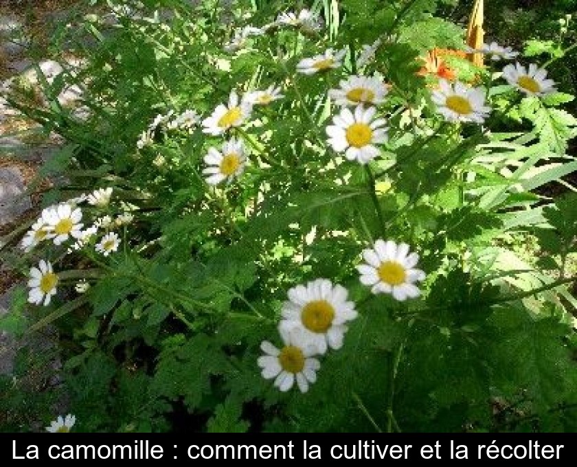 La camomille : comment la cultiver et la récolter La camomille : comment la cultiver et la récolter