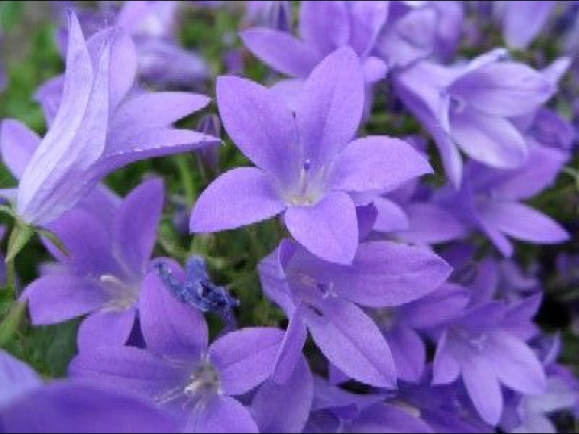 La campanule des murs : une belle floraison estivale La campanule des murs : une belle floraison estivale
