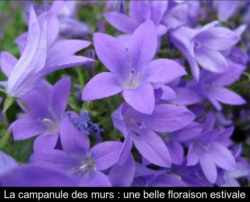 La campanule des murs : une belle floraison estivale La campanule des murs : une belle floraison estivale