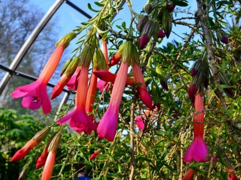 La Cantua buxifolia ou cantuta : la fleur nationale du Pérou La Cantua buxifolia ou cantuta : la fleur nationale du Pérou