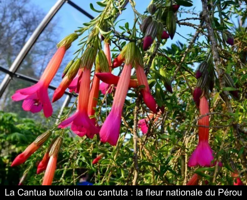 La Cantua buxifolia ou cantuta : la fleur nationale du Pérou