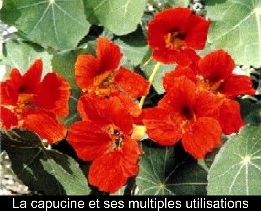 La capucine et ses multiples utilisations La capucine et ses multiples utilisations