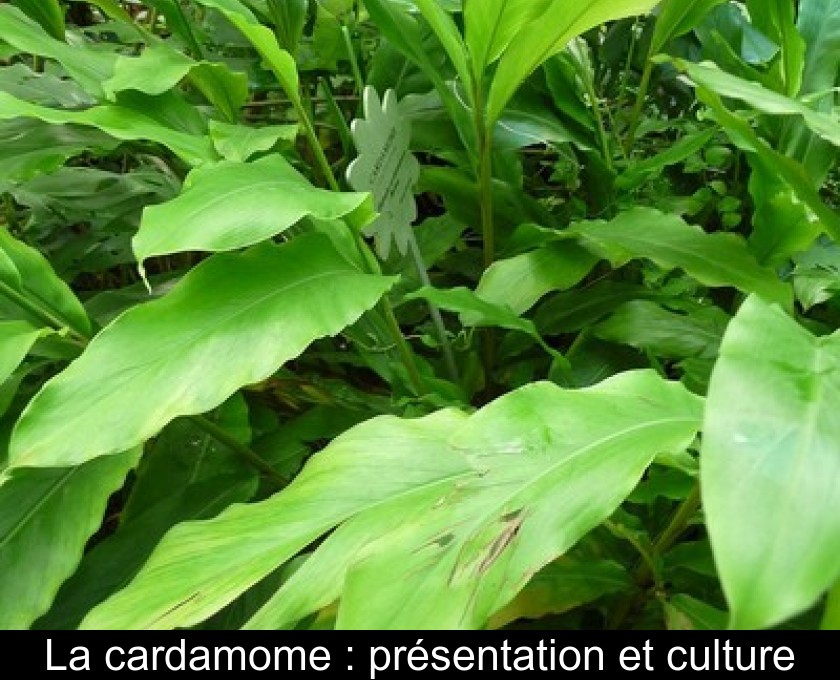 La cardamome : présentation et culture